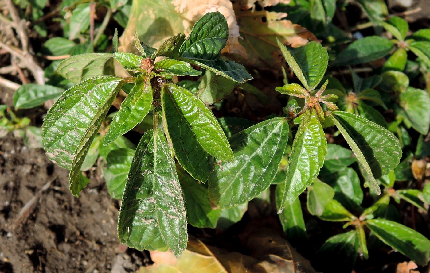 Image of Acalypha australis specimen.