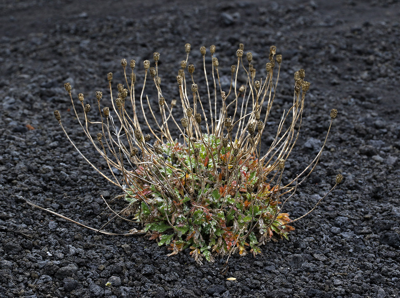 Image of Papaver microcarpum specimen.