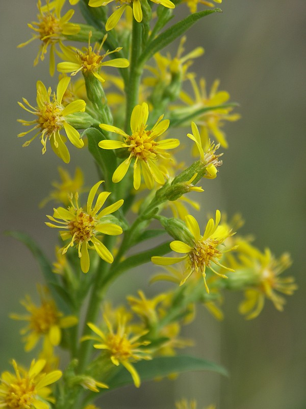 Изображение особи Solidago virgaurea.