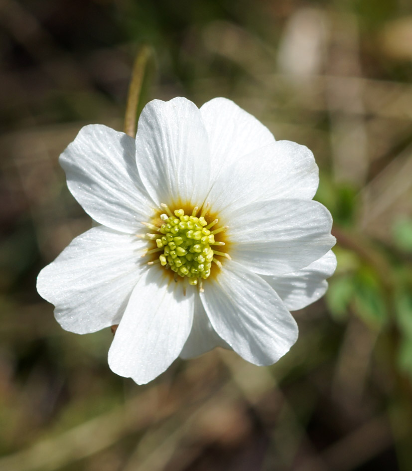 Image of Callianthemum isopyroides specimen.