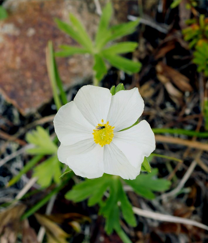 Изображение особи Anemonastrum sibiricum.