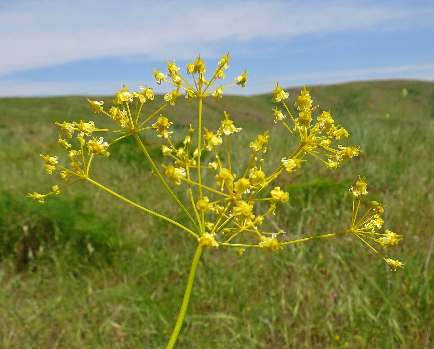 Image of Ferula karatavica specimen.