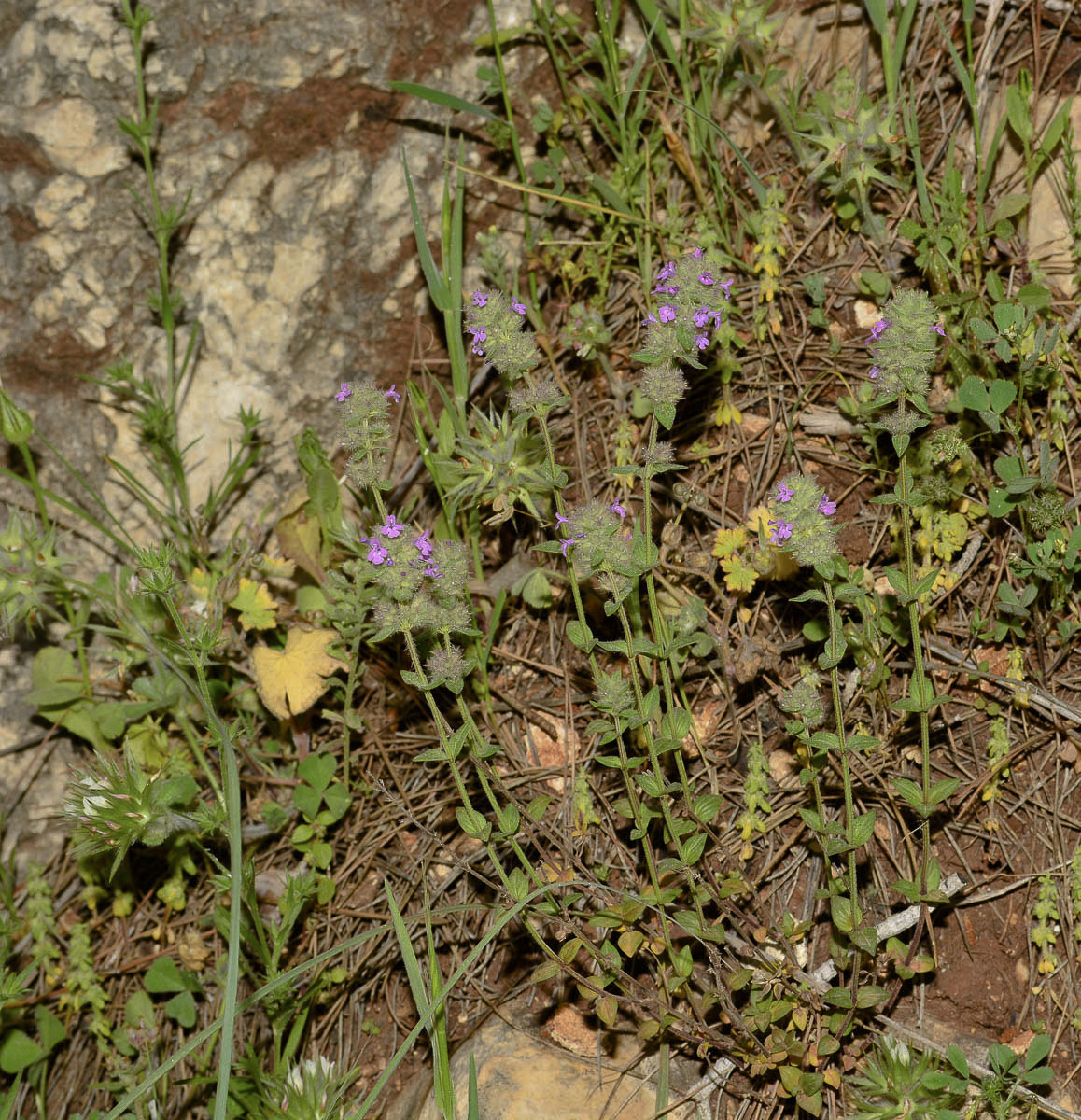 Image of Micromeria nervosa specimen.