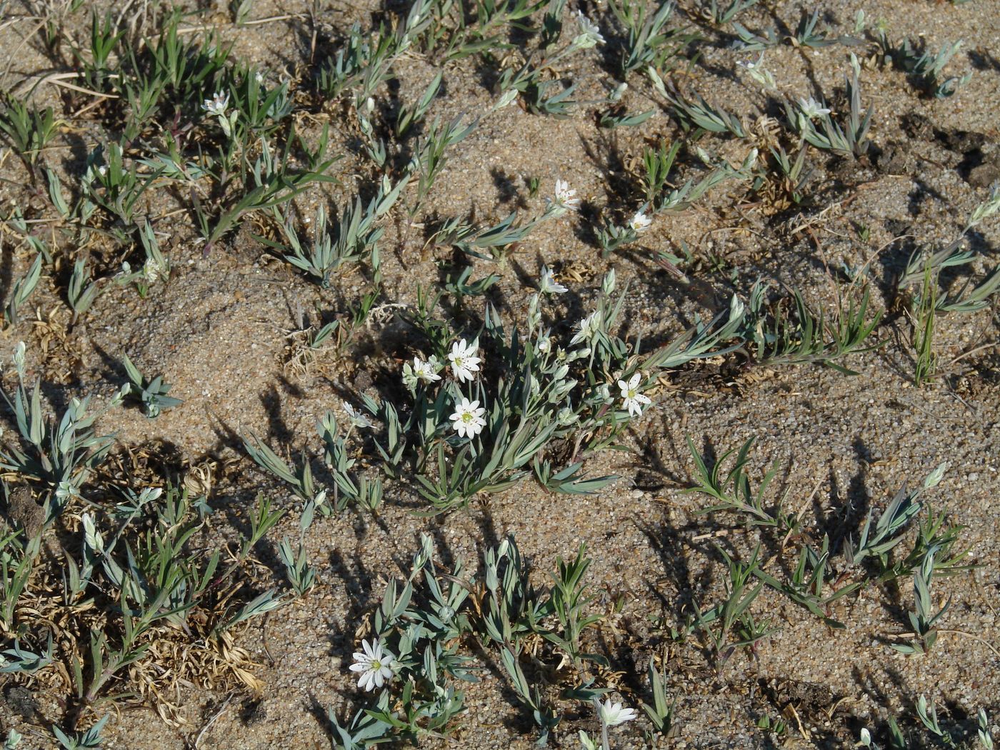 Image of Stellaria dahurica specimen.