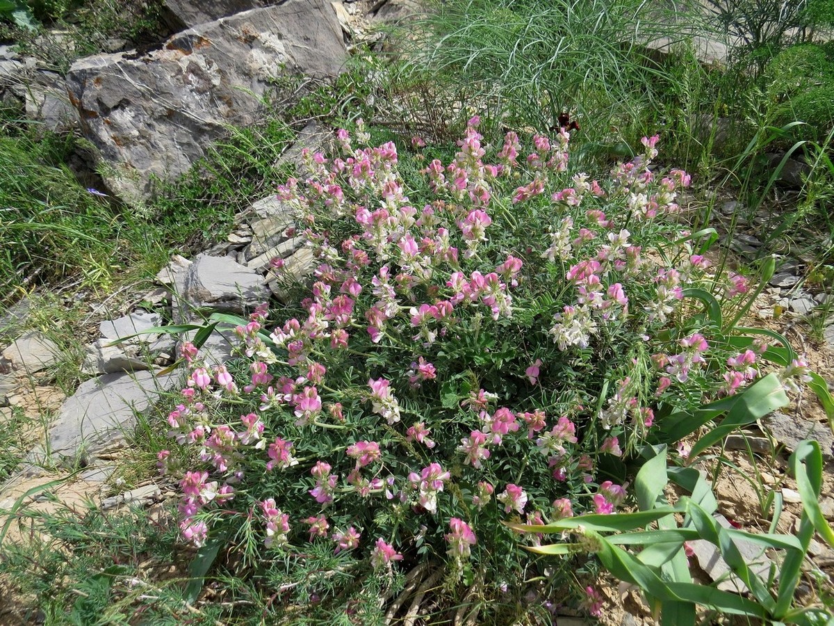 Image of Hedysarum pallidiflorum specimen.