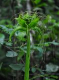 Tacca leontopetaloides. Верхушка побега с распускающимся соцветием. Малайзия, о-в Калимантан, национальный парк Бако, опушка прибрежного леса. 11.05.2017.