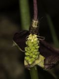 Arum hygrophilum