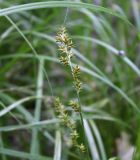 Carex elongata