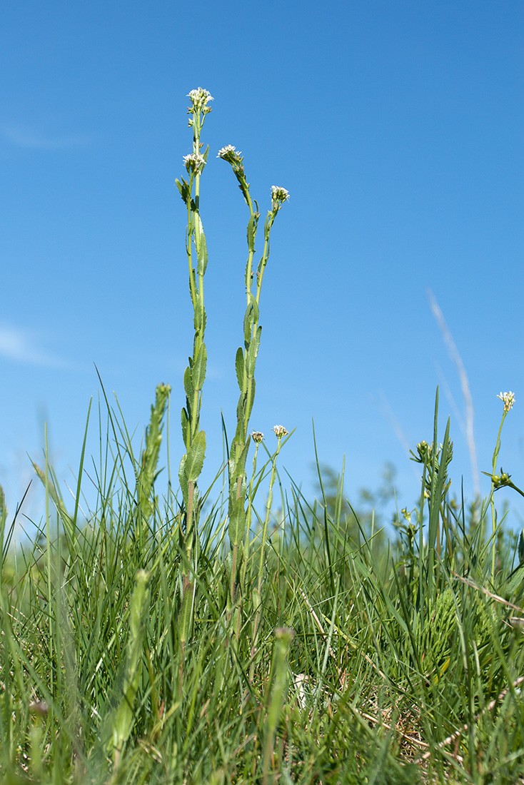 Image of Arabis gerardii specimen.