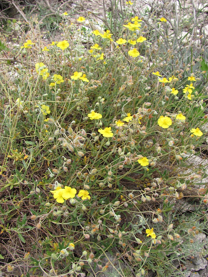 Image of Helianthemum georgicum specimen.