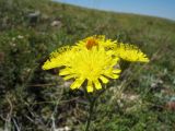 Pilosella procera