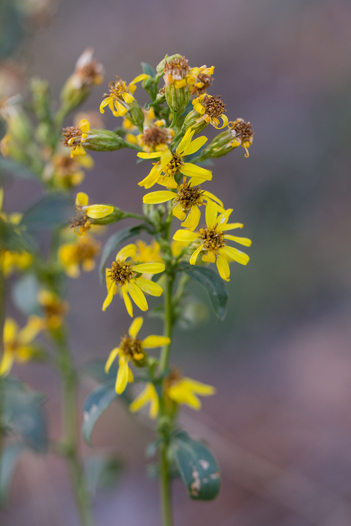 Image of Solidago virgaurea specimen.