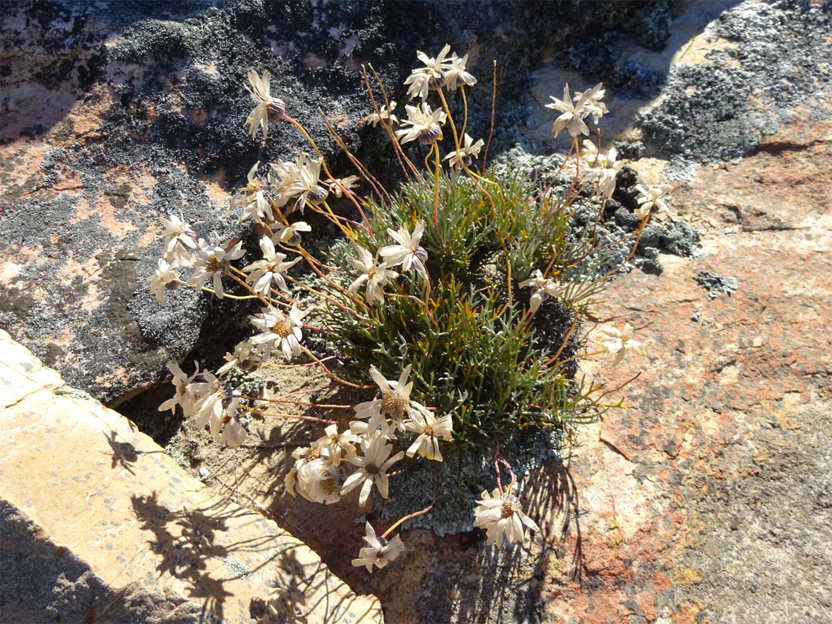 Image of Euryops othonnoides specimen.