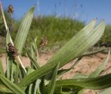 Plantago atrata. Листья и верхушки побегов с соплодиями. Адыгея, Кавказский биосферный заповедник, склон горы Оштен, ≈ 2000 м н.у.м., дно высохшей лужи от стаявшего снежника. 18.07.2015.