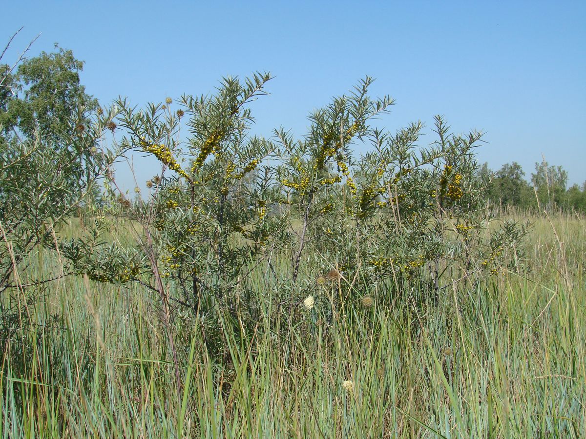 Image of Hippophae rhamnoides specimen.