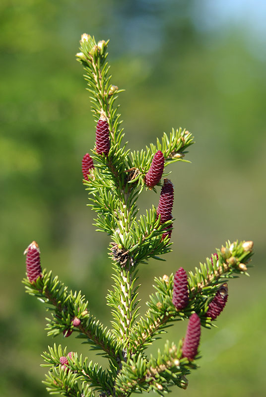 Изображение особи Picea obovata.