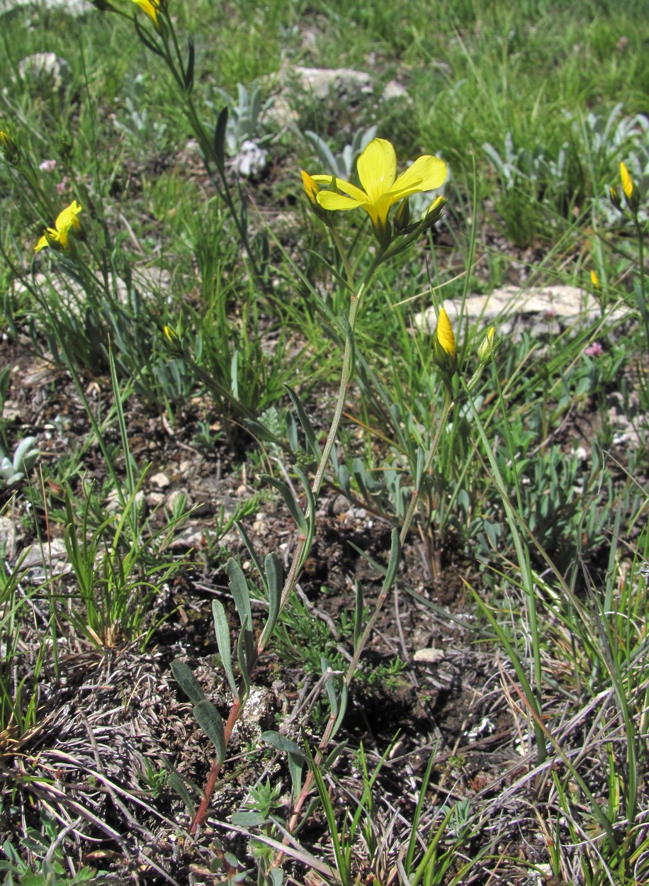 Image of Linum alexeenkoanum specimen.