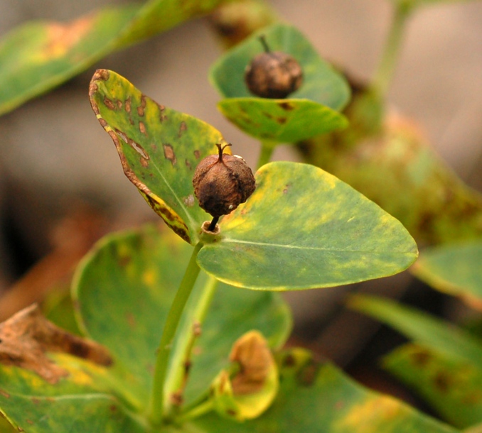 Изображение особи Euphorbia komaroviana.