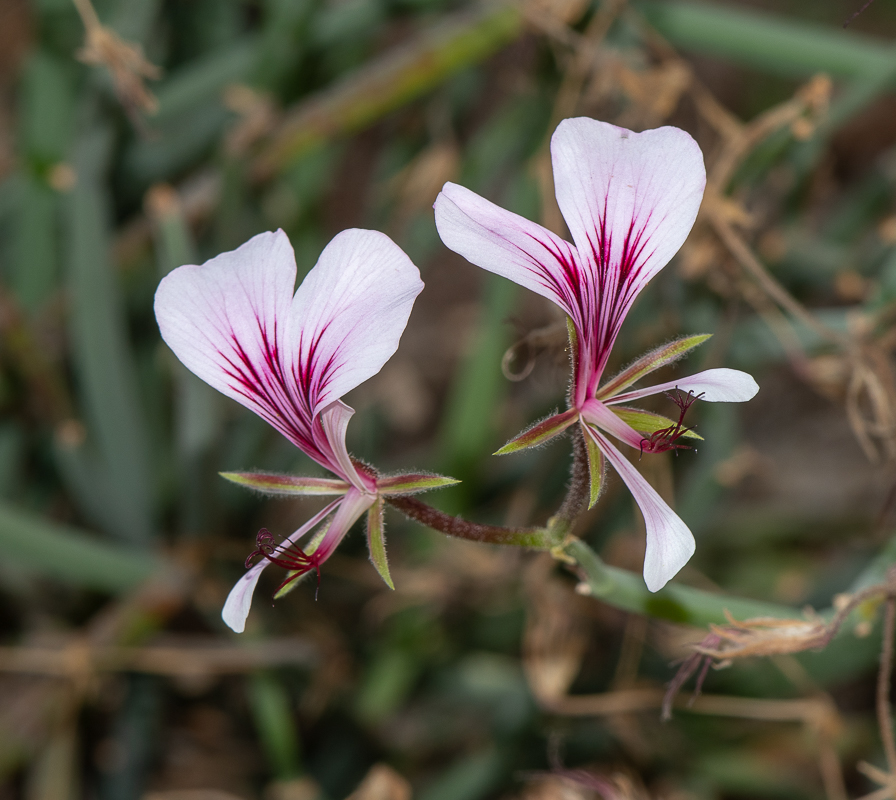 Изображение особи Pelargonium tetragonum.