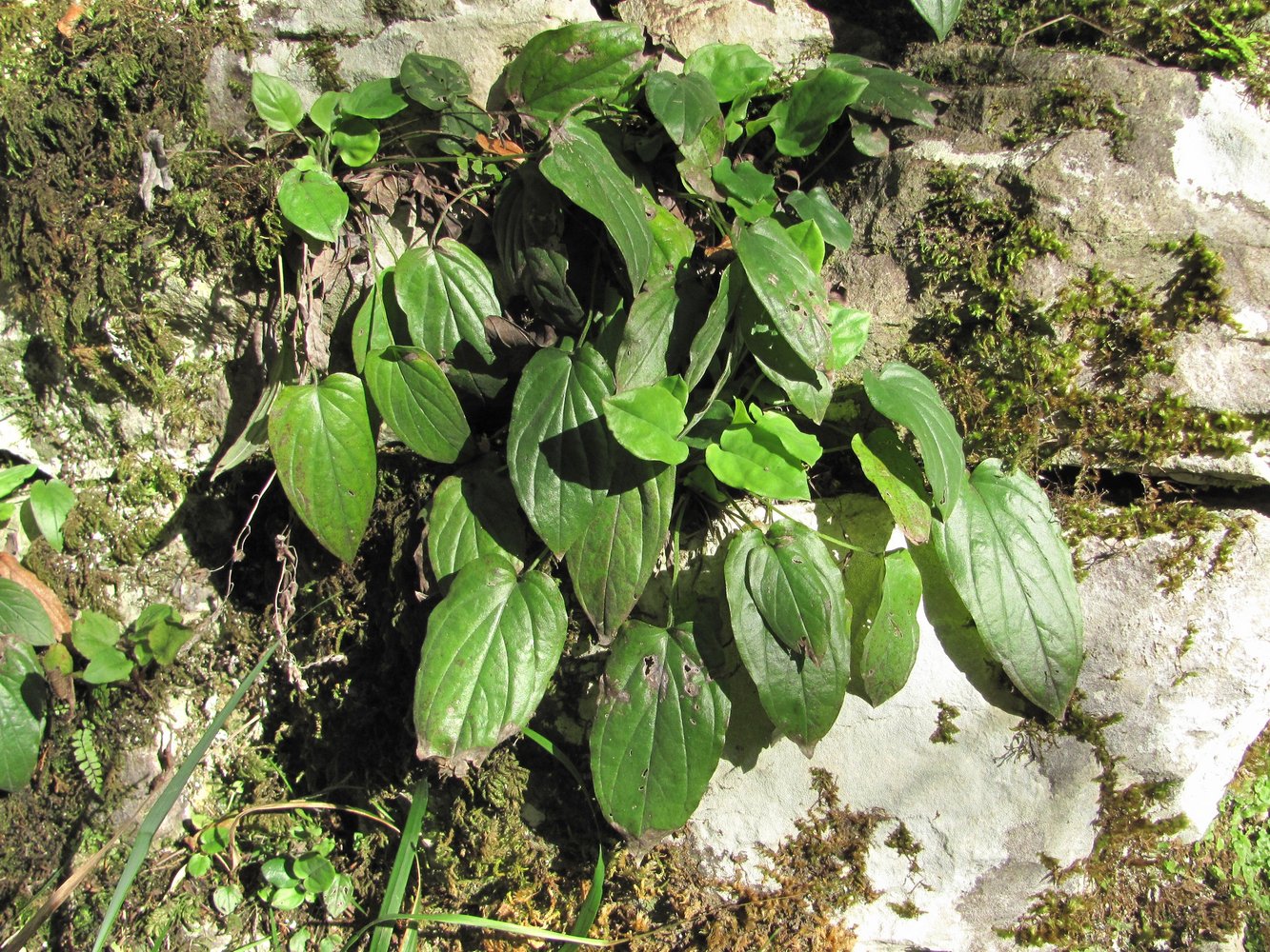 Image of Omphalodes cappadocica specimen.