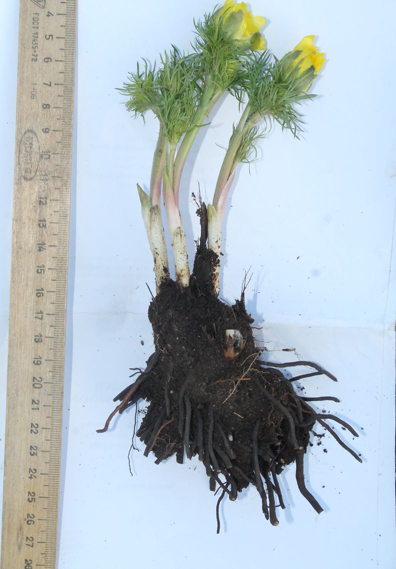 Image of Adonis vernalis specimen.