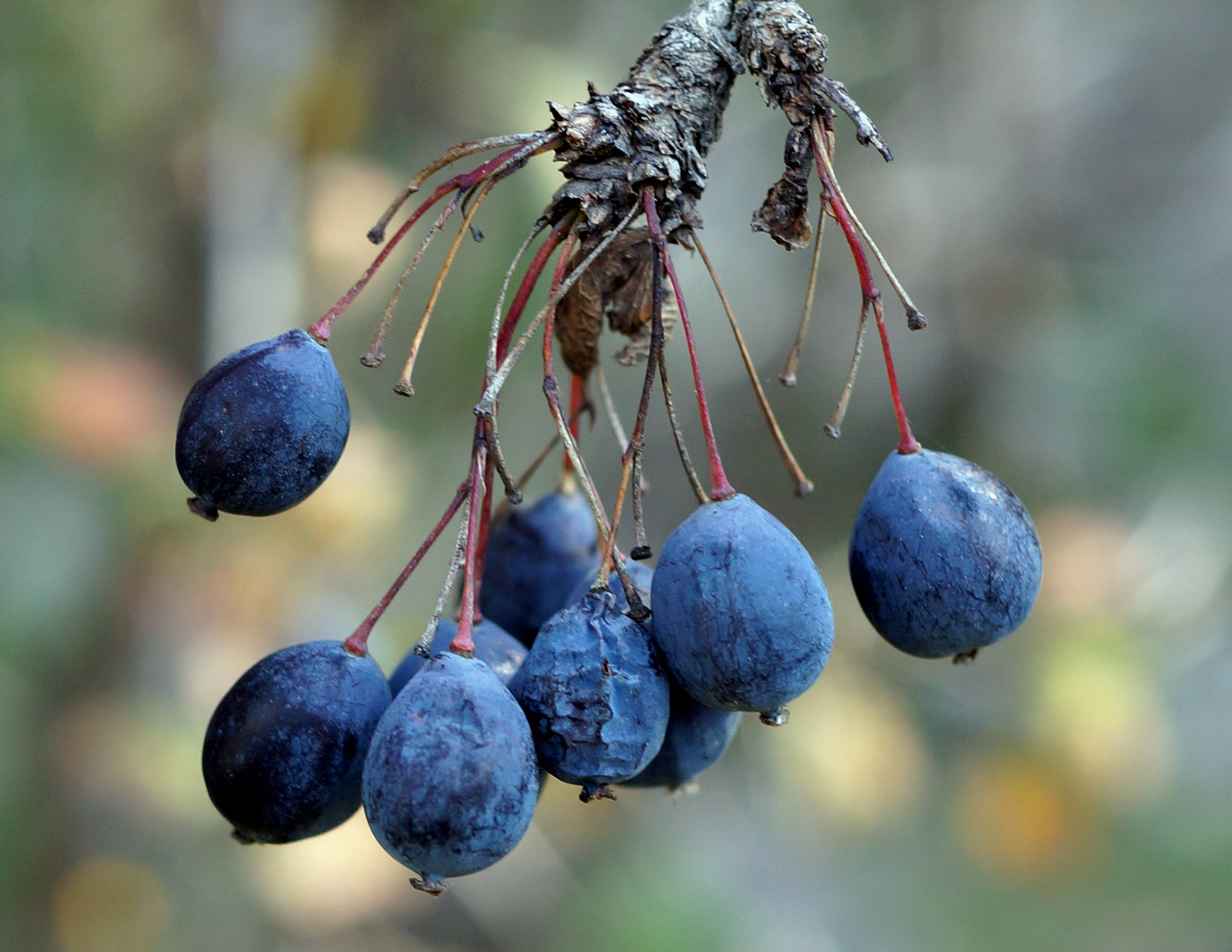 Image of Berberis sphaerocarpa specimen.