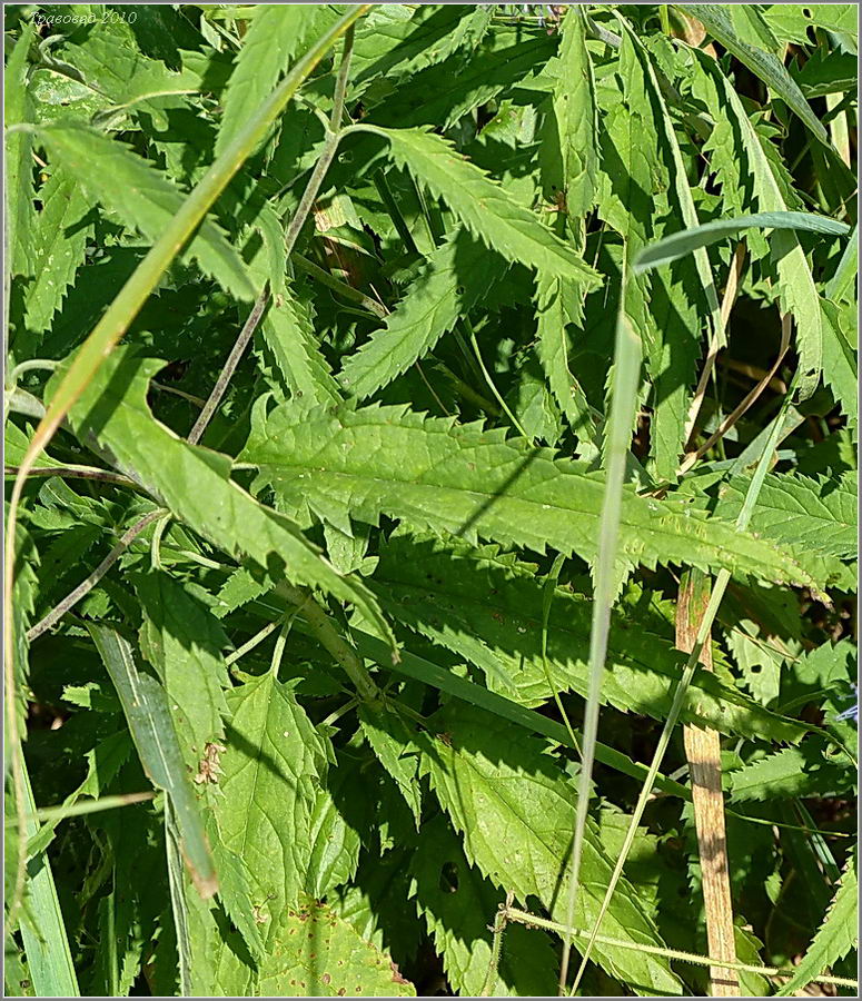 Image of Veronica longifolia specimen.