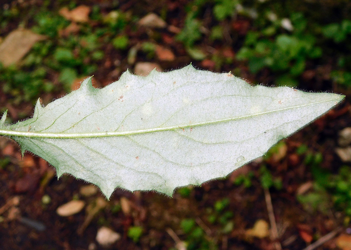 Изображение особи Hieracium vulgatum.