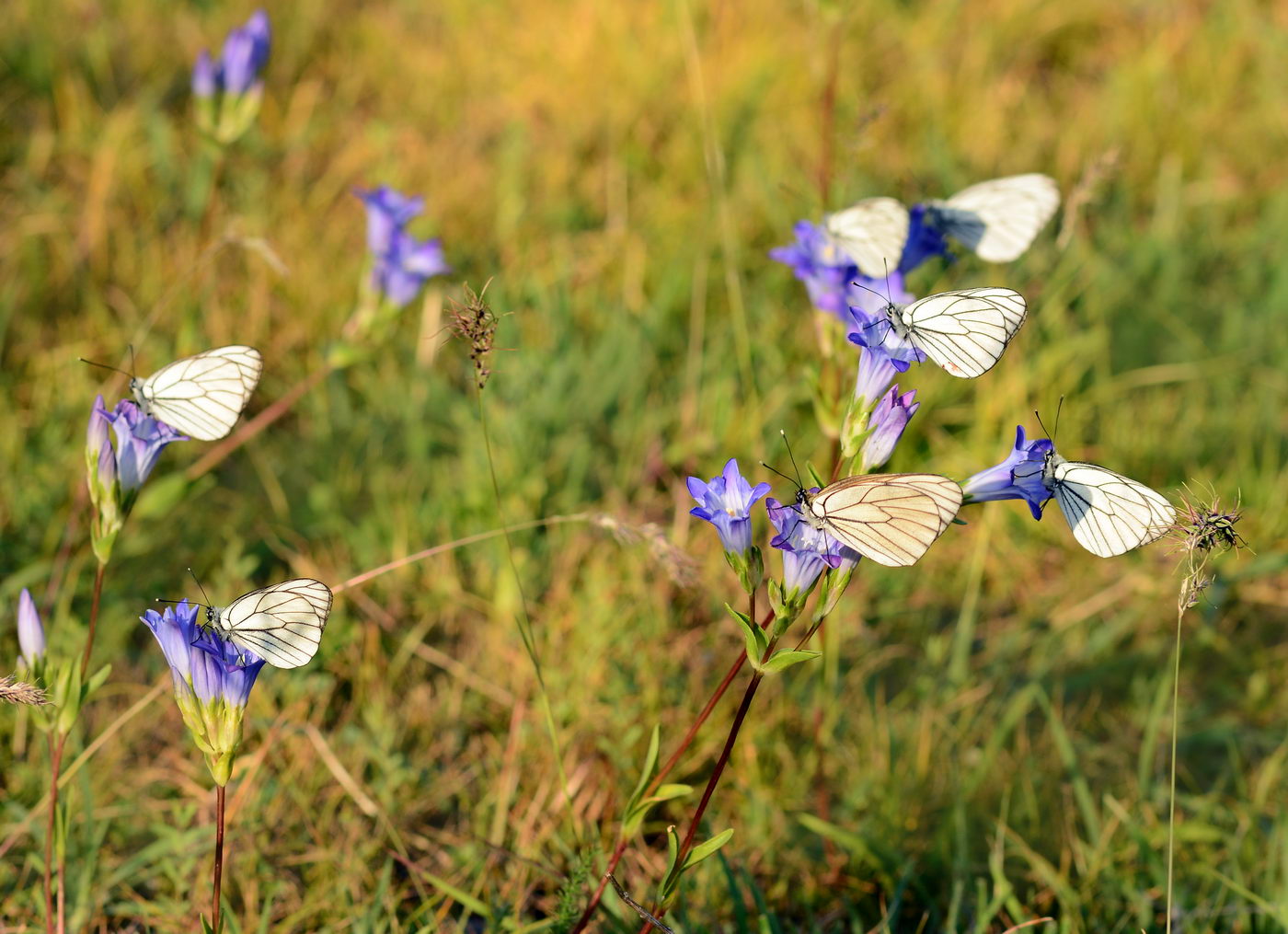 Изображение особи Gentiana olivieri.