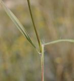 Andropogon distachyos