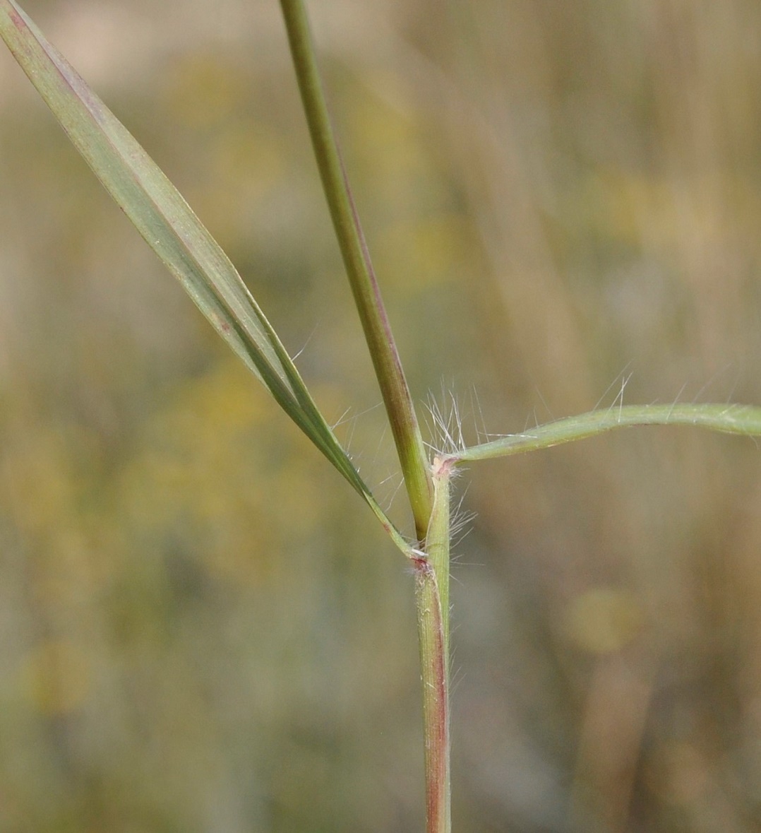 Image of Andropogon distachyos specimen.