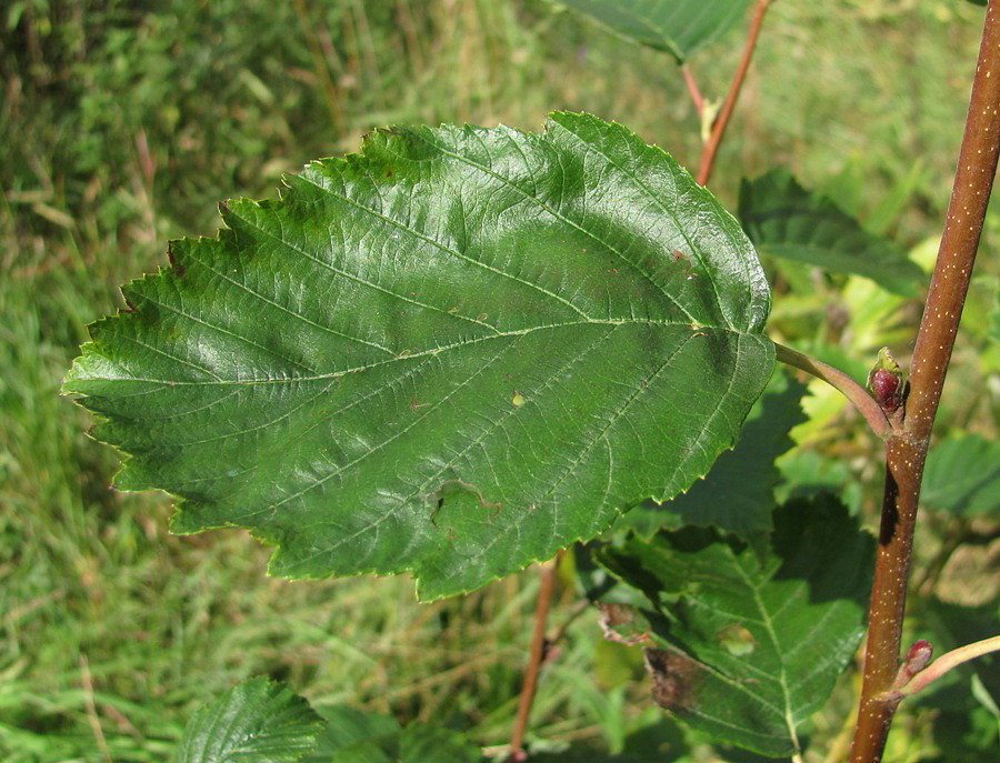 Image of Alnus incana specimen.