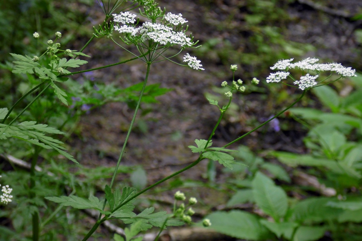 Изображение особи Chaerophyllum temulum.