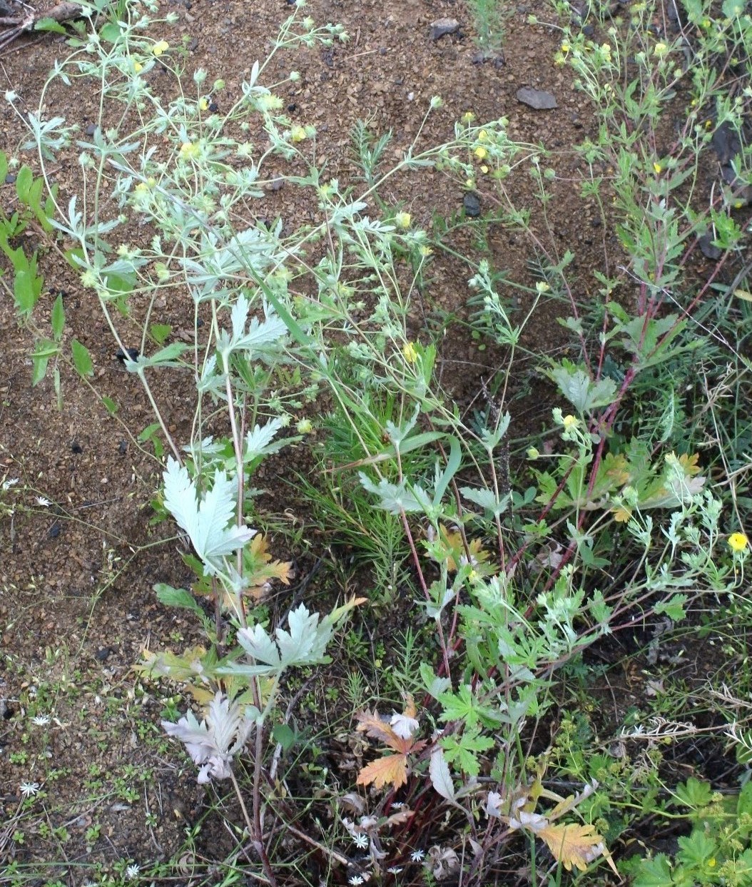 Image of Potentilla gordiaginii specimen.