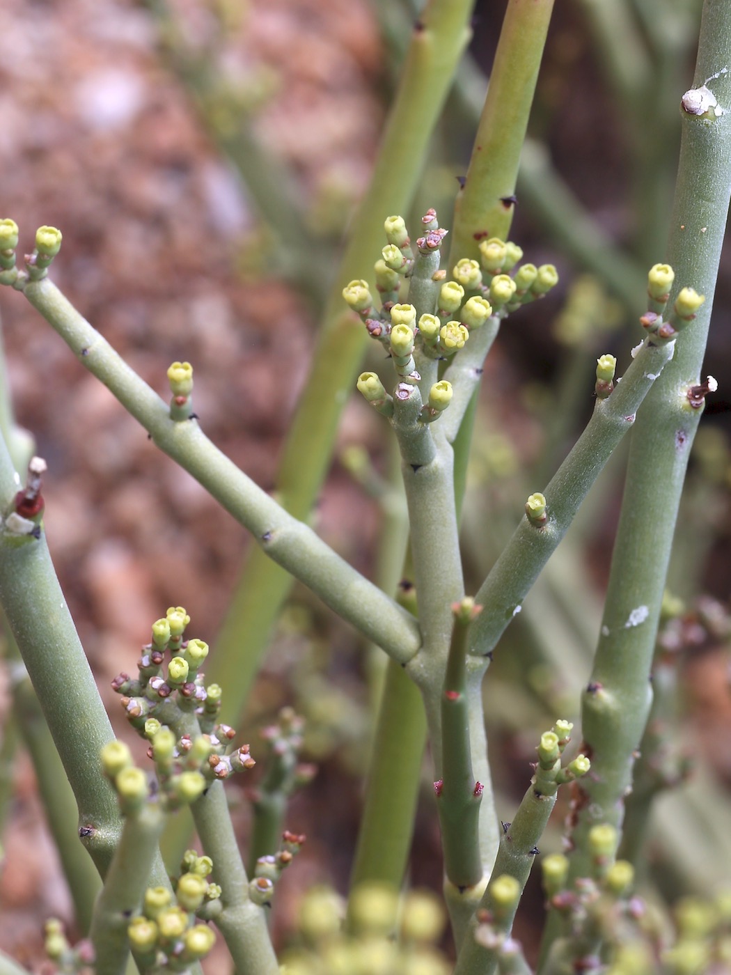 Изображение особи Euphorbia rhombifolia.