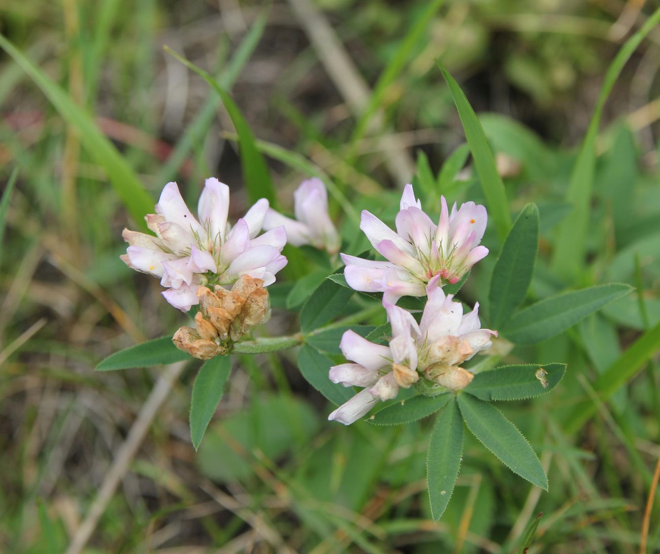 Image of Trifolium lupinaster specimen.