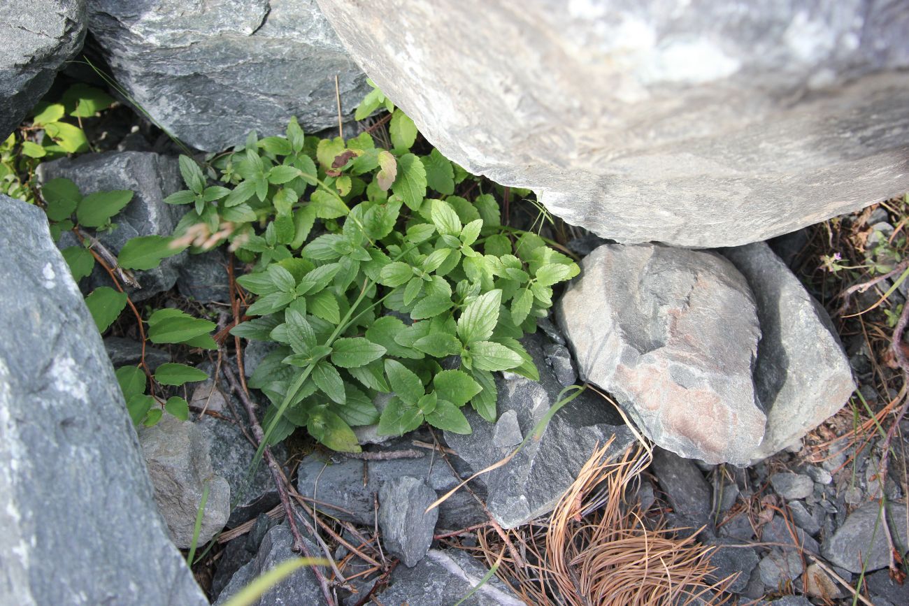 Изображение особи Scutellaria oreades.