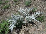 Hypacanthium echinopifolium