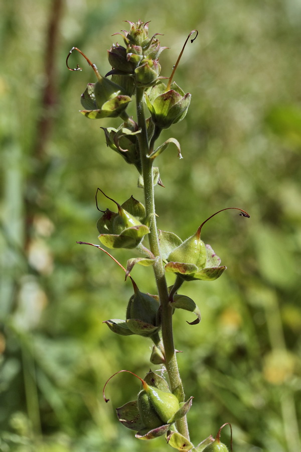 Image of genus Digitalis specimen.