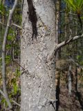 Populus longifolia