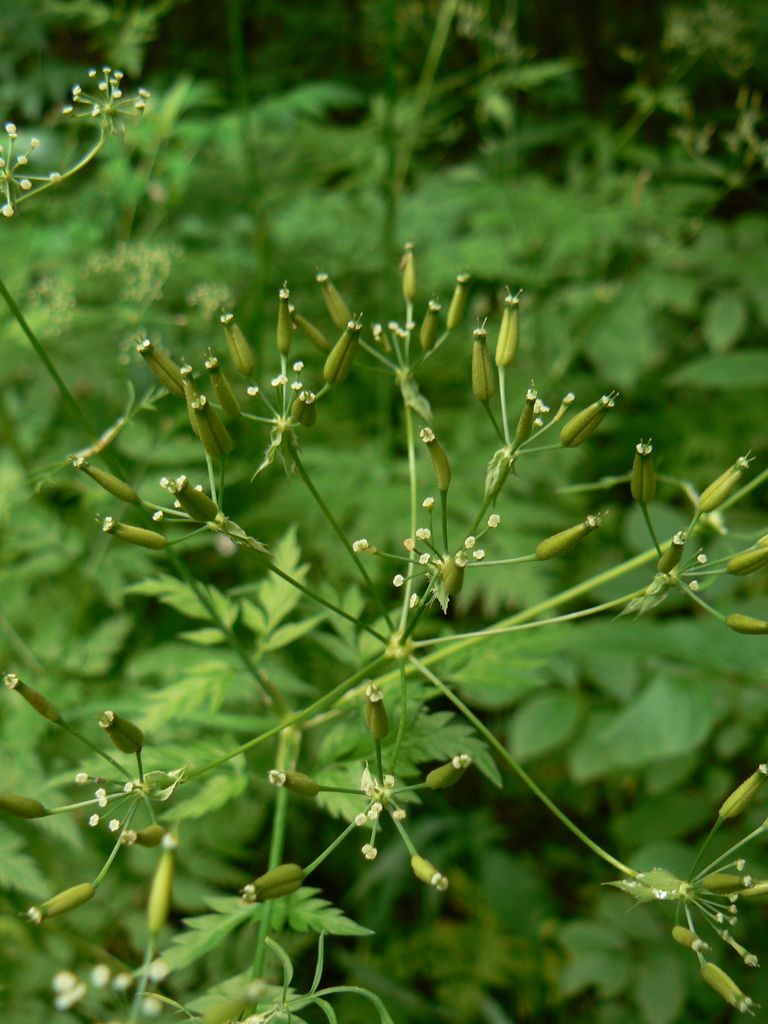 Изображение особи Anthriscus sylvestris.