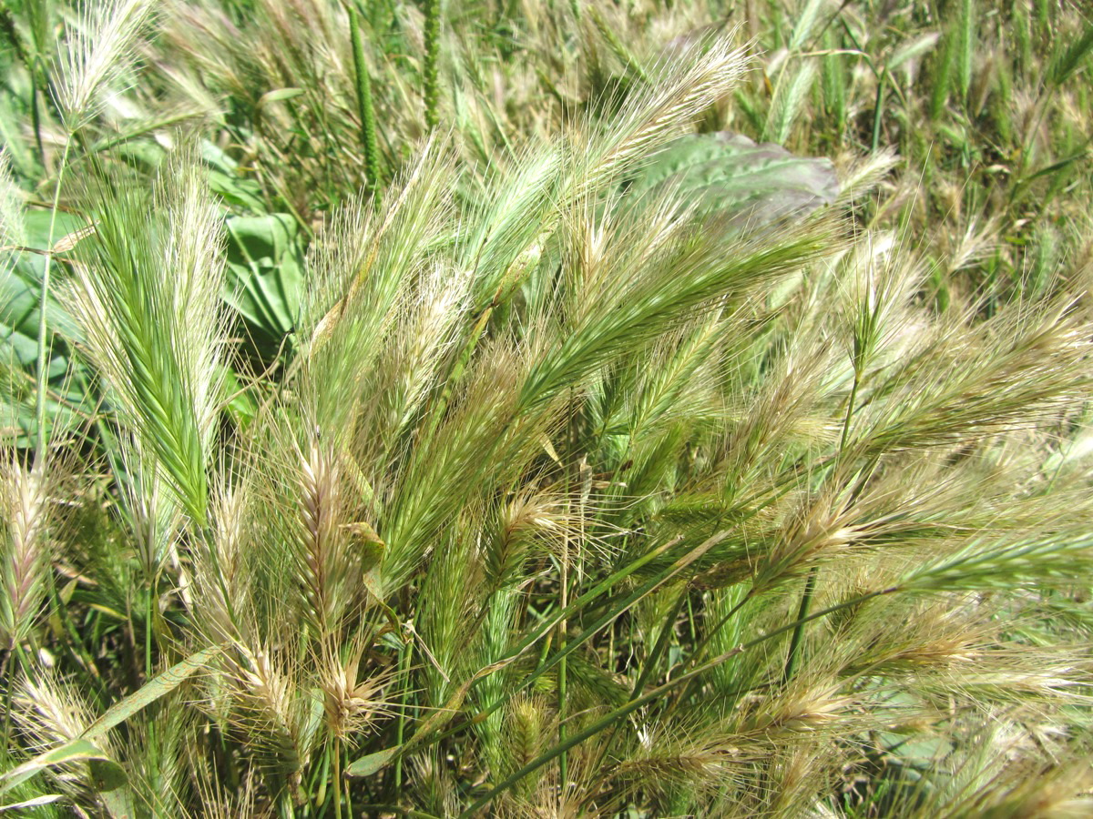 Image of Hordeum murinum specimen.