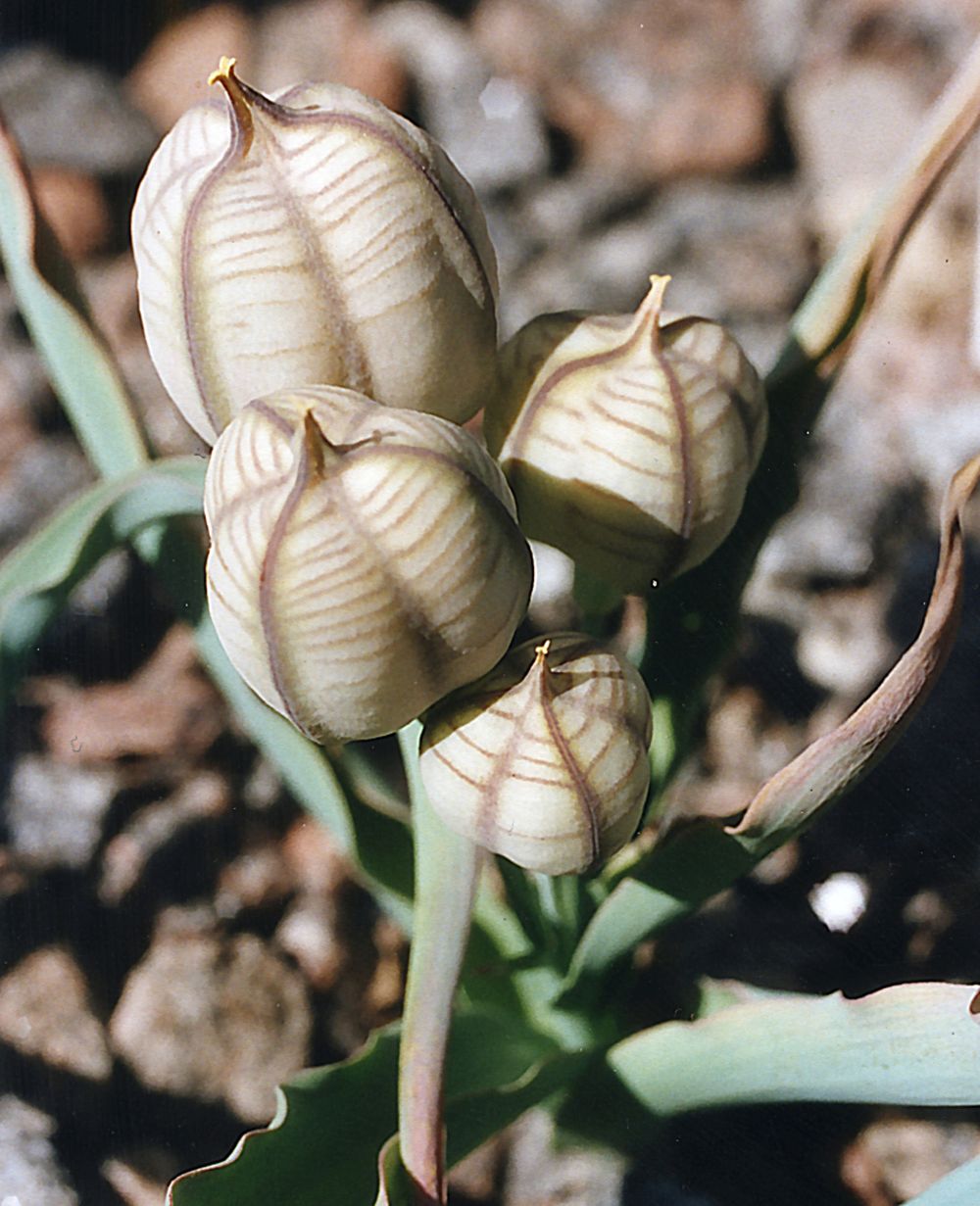 Image of Tulipa hissarica specimen.