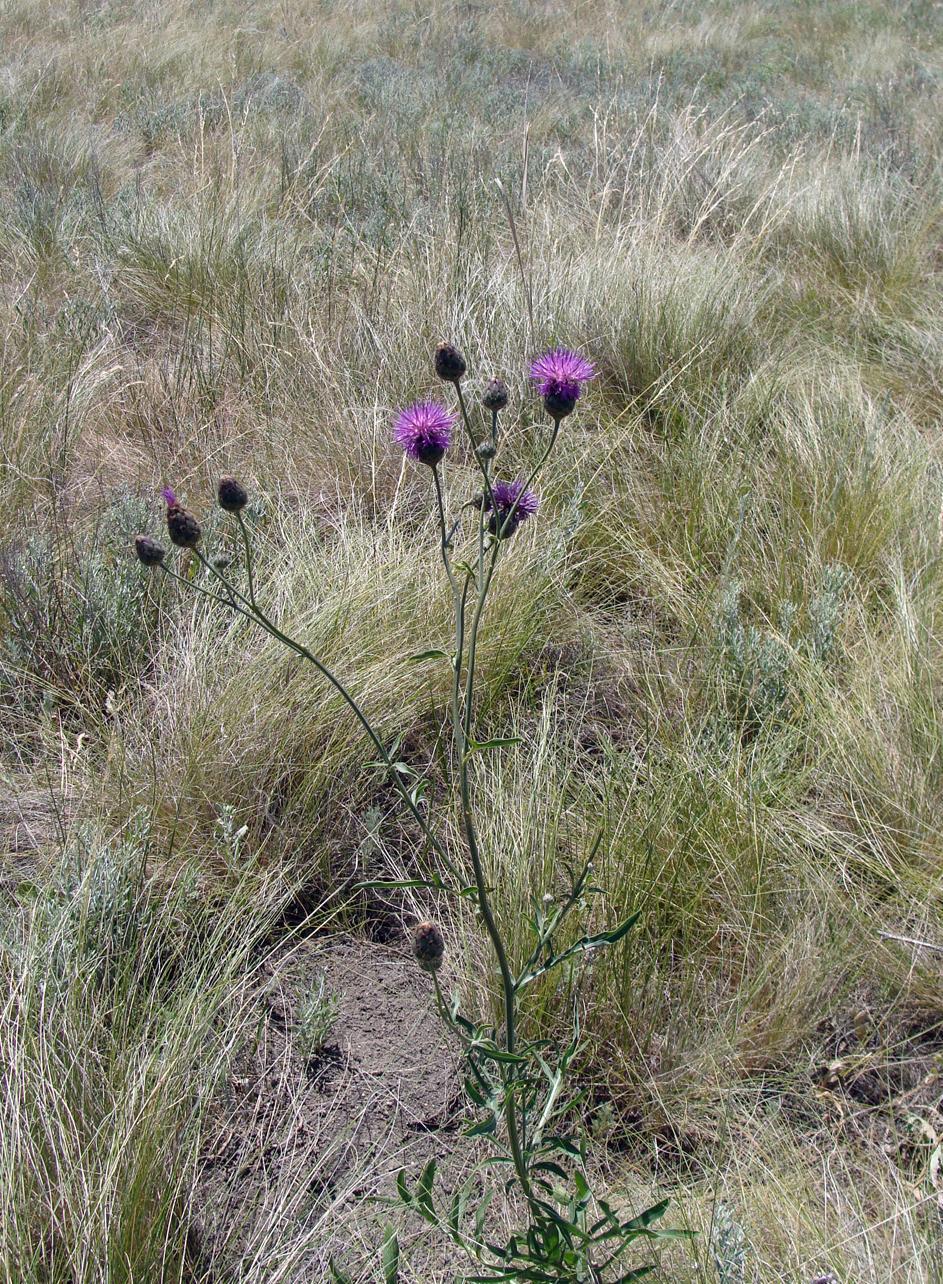 Image of Centaurea adpressa specimen.