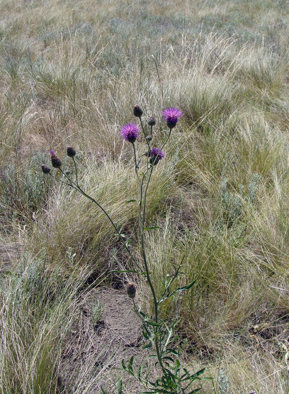 Изображение особи Centaurea adpressa.