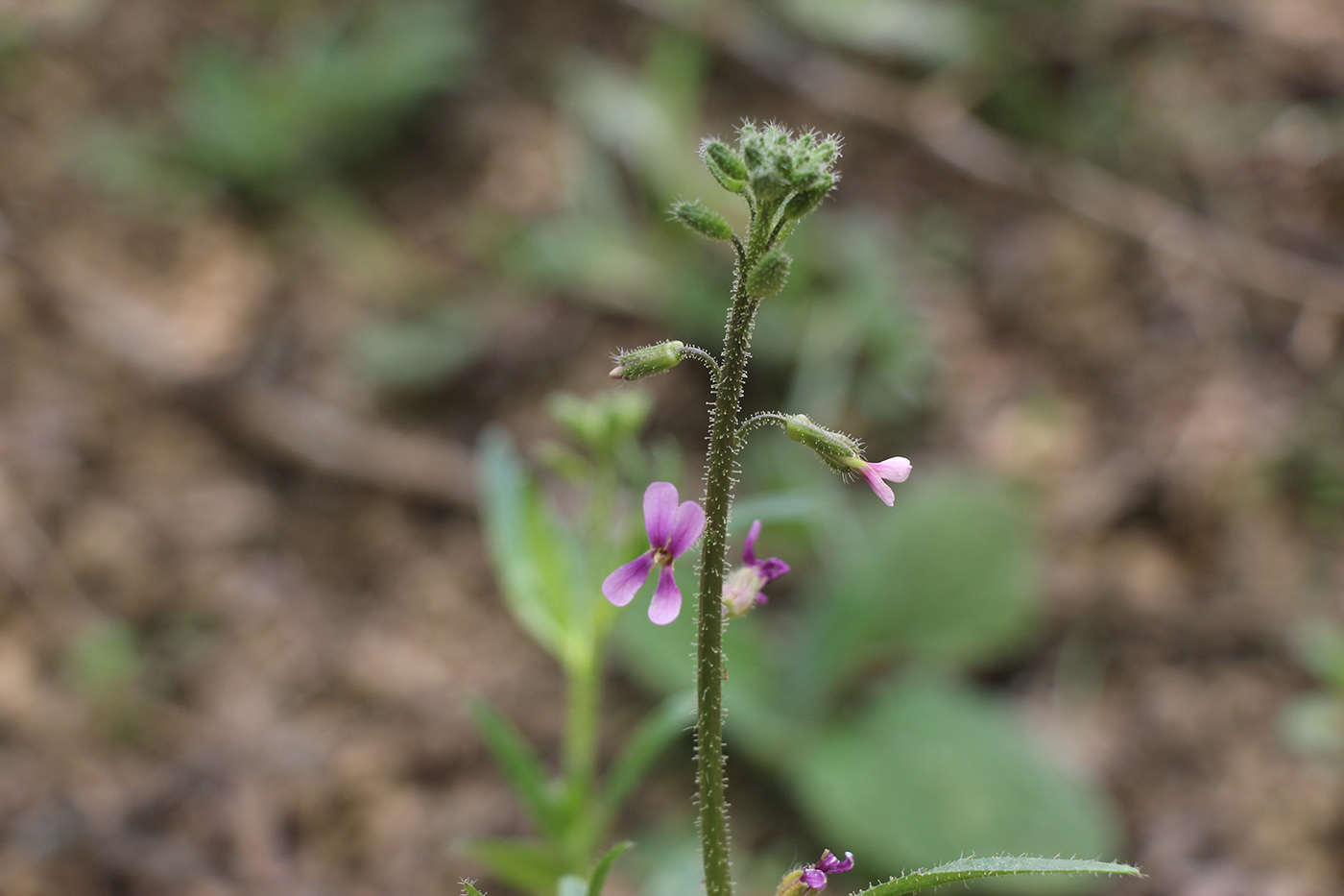 Image of Parrya khorasanica specimen.