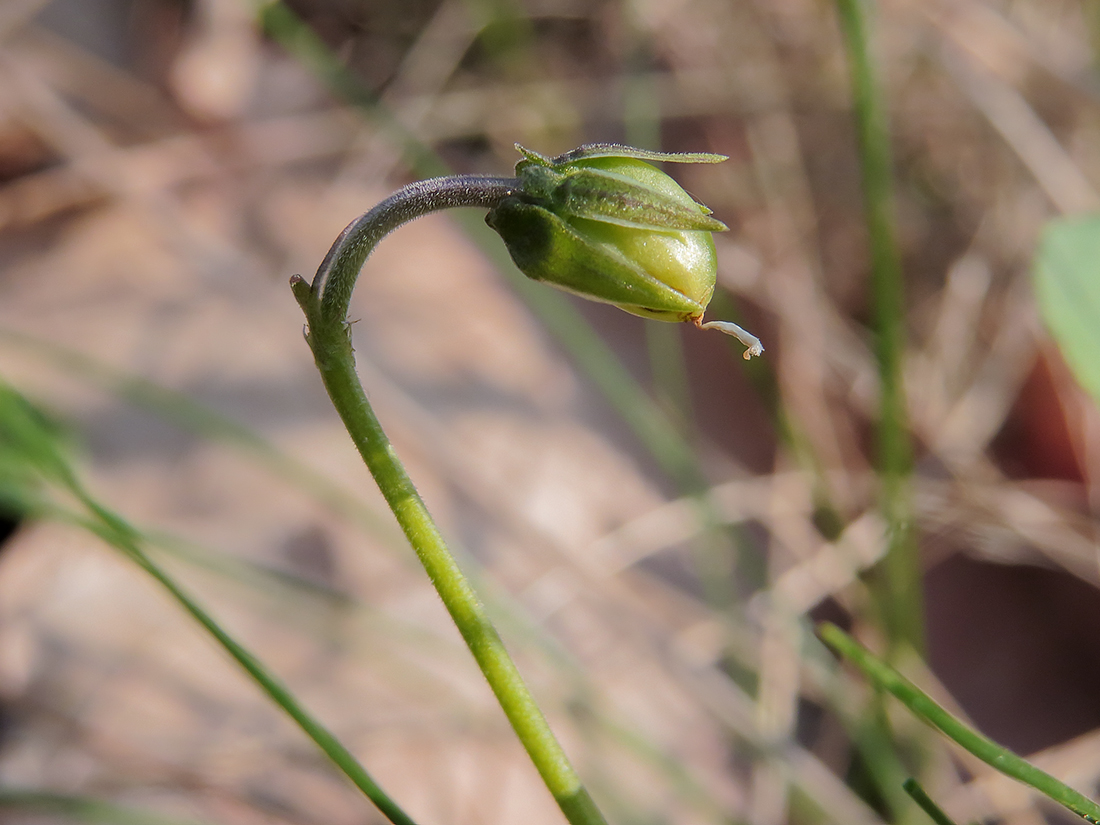 Image of Viola rupestris specimen.