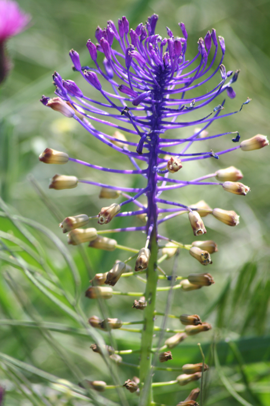 Image of Leopoldia comosa specimen.