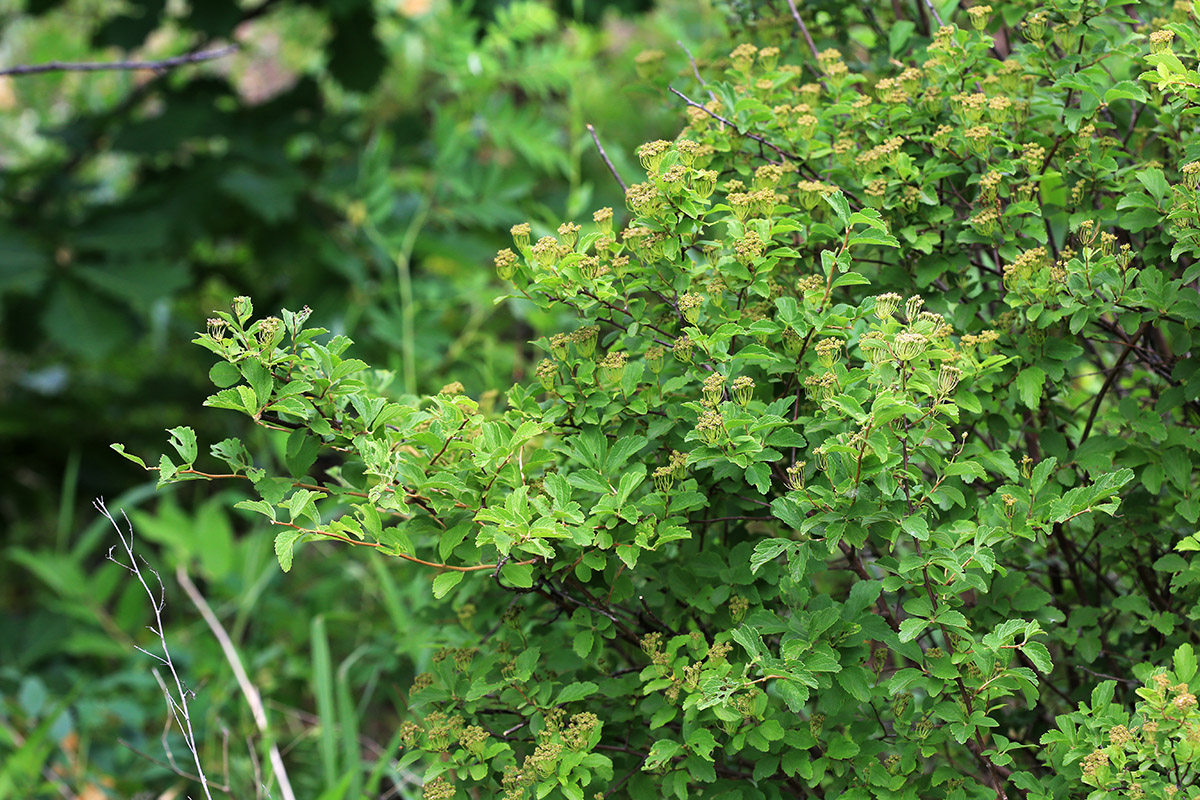 Изображение особи Spiraea turczaninowii.