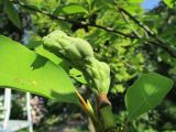 Смотреть изображение Magnolia salicifolia
